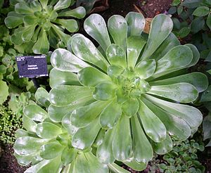 Aeonium undulatum.JPG