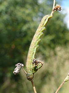 Aetheria bicolorata 01 (HS) .JPG