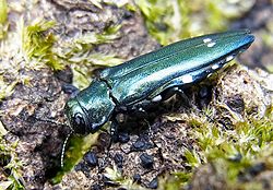 Agrilus biguttatus from France.jpg