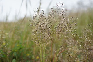 <i>Aira cupaniana</i> Species of plant