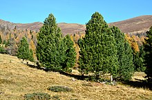 Albeck Seebachern Schafferalm Zirbelkiefern 01112013 044.jpg