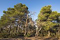 Aleppo Pines grove, Pinet, Hérault 02.jpg