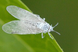 Aleyrodinae Subfamily of true bugs