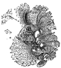 Vignette pour Costariaceae