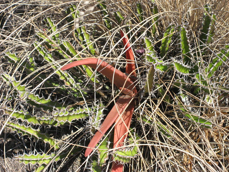 File:Aloe decurva - Zembe 4 (10295356596).jpg