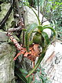 Aloe suarezensis - Palmengarten Frankfurt - DSC01689.JPG
