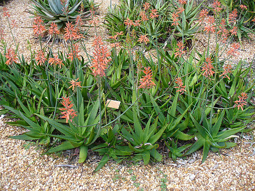 Aloe vogtsii