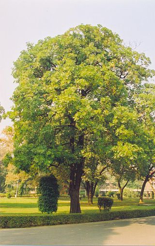 <i>Alstonia</i> Genus of flowering plants