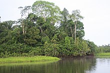 Yasuni National Park, Ecuador Amazonia Ecuador.jpg