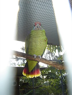 Amazona brasiliensis -RSCF-4.jpg