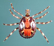 Adult male bont tick, Amblyomma variegatum Fabricius 1794. This species of tropical tick transmits the causative agent of heartwater disease and it alters the immune system of its livestock host such that dermatophilosis skin disease is greatly aggravated. Amblyomma-variegatum-male.jpg