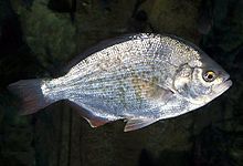 Barred surfperch - Wikipedia