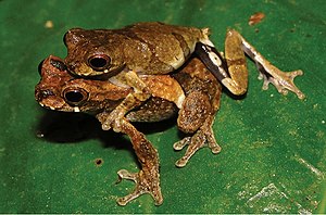 Amplexus of Dendropsophus kubricki.jpg