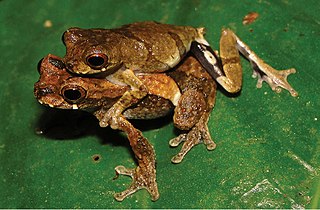 <i>Dendropsophus kubricki</i> Species of frog