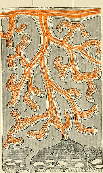 File:An American text-book of physiology (1897) (14760365116).jpg