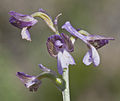 Anacamptis morio subsp. syriaca Turkey - Ceyhan - Adana