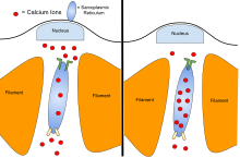 As muscles contract, Calcium ions are released from the sarcoplasmic reticulum by release channels. These channels close and calcium pumps open to relax muscles. After extended exercise, the release channels can begin to leak and cause muscle fatigue. Anaerobic exercise.svg