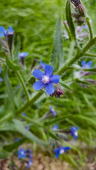 File:Anchusa in Yerevan 01.jpg