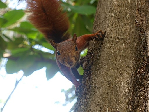 Andean Squirrel Cartagena Colombia - 12-23-15