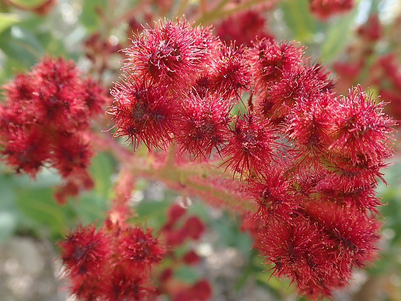 File:Angophora hispida Buds 44670772685 d40aeff6c8 o.jpg