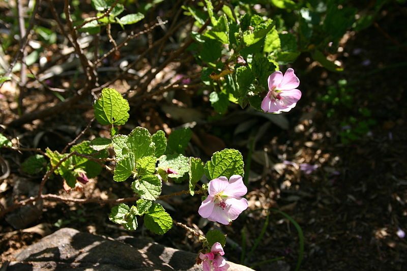 File:Anisodontea scabrosa (Malvaceae) 1 (2934498864).jpg