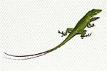 Vignette pour Anolis smaragdinus