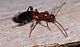 Ant beetle.jpg