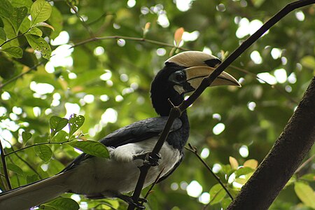 Anthracoceros albirostris from below.jpg