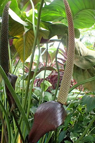 <i>Anthurium watermaliense</i> Species of plant in the family raceae