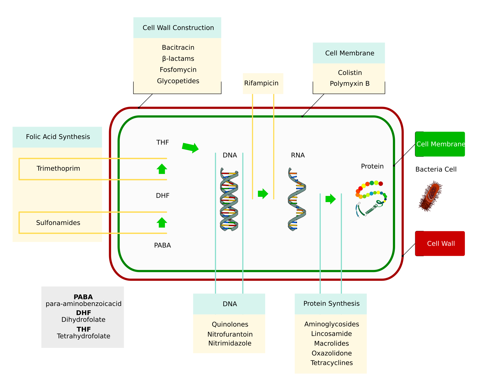 2000px-Antibiotics_action.svg.png