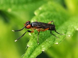 <i>Anticheta brevipennis</i> Species of fly