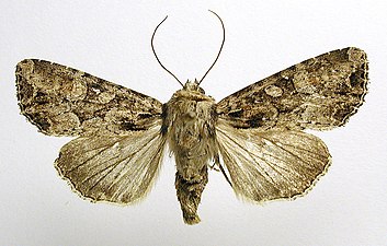 Buskängsfly, Apamea remissa