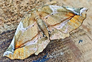 <i>Apeira syringaria</i> Species of moth