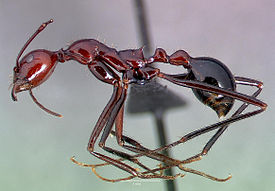 Aphaenogaster swammerdami