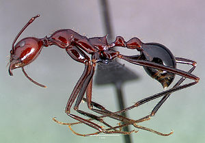Aphaenogaster swammerdami의 일개미