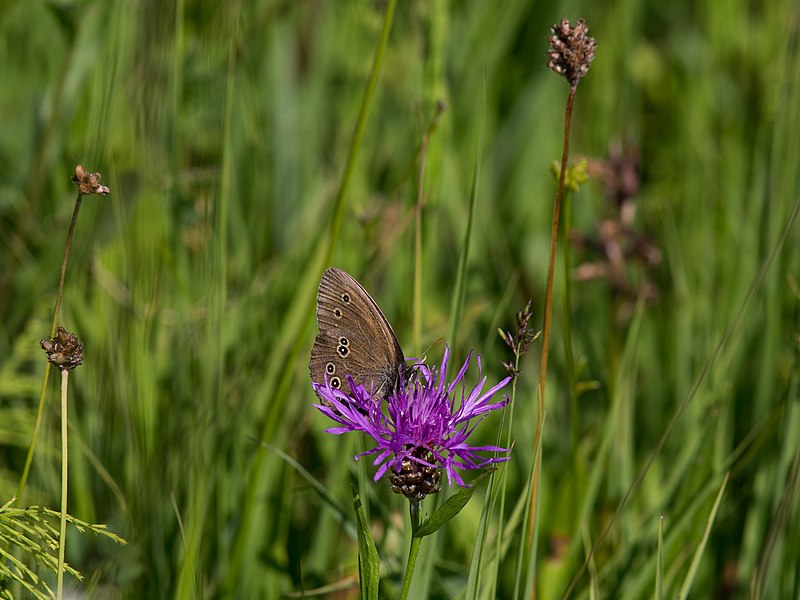 File:Aphantopus hyperantus CF9A3155 Brauner Waldvogel.jpg