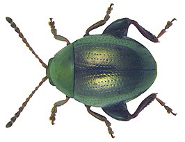 Apteropeda orbiculata