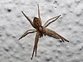 Philodromidae (Thorell, 1870) løpeedderkopper, treløperedderkopper (før regnet til Thomisidae) 16 arter, 3 slekter