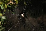 Araneus diadematus web 1.jpg