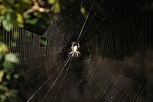 Araneuloj: Priskribo, Ekologio kaj kutimaro, Retotipoj