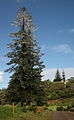 Araucaria heterophylla Norfolk Island 10.jpg