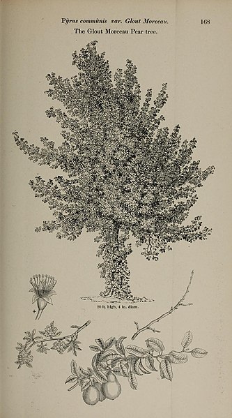 File:Arboretum et fruticetum britannicum, or (Plate 168) (7064333465).jpg