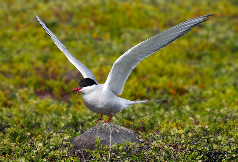 File:Arctic Tern.jpg