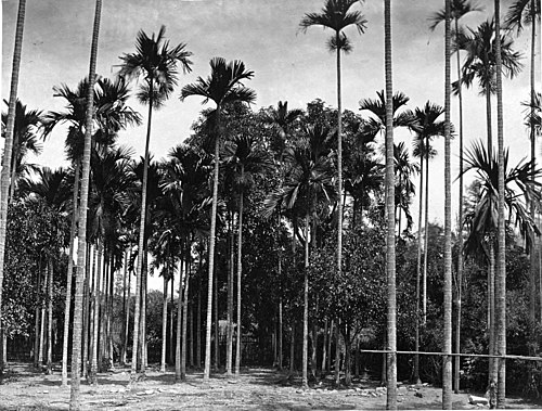 ARECA (BETEL-NUT) PALMS, IN BLOOM