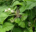 * Nomination The wasp spider Argiope bruennichi --George Chernilevsky 10:48, 13 July 2009 (UTC) * Promotion good, fine details --Mbdortmund 02:19, 14 July 2009 (UTC)