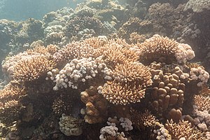 Coral: Características, Clasificación de los corales, Características