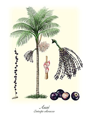 Fruit Açai: Composition de la pulpe d’açai, Propriétés pharmacologiques, Allégations pharmacologiques