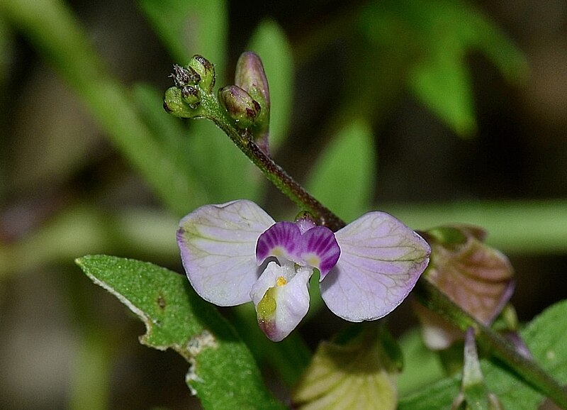 File:Asemeia violacea 1bIR.jpg