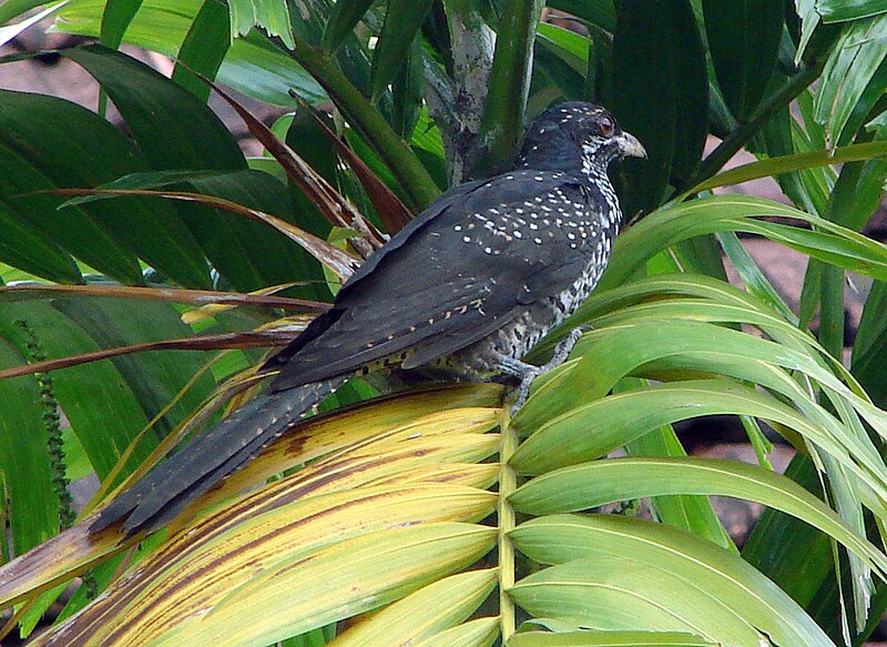 File:Asian Koel (Female).jpg