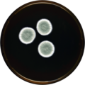 Aspergillus austroafricanus growing on MEAOX plate